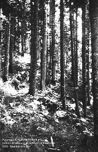 COLO JEUNE FRANCE 1956 sous bois a la Scia